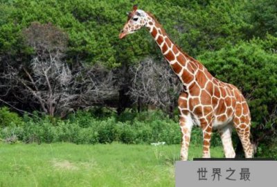 ​现存世界上最高的动物是什么？