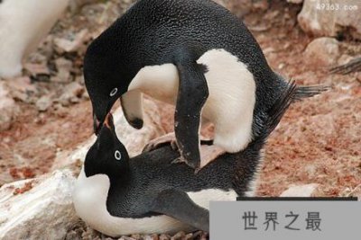 ​企鹅是如何交配的？世界上现存企鹅盘点
