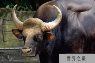 ​吉尼斯世界上最大的牛是什么：印度野牛体长达3米
