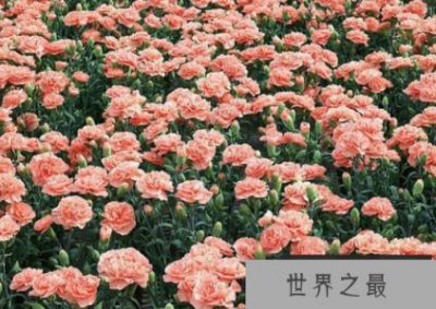 ​瑞典女王,世界上十大最美丽的玫瑰花品种,是最新鲜和迷人的