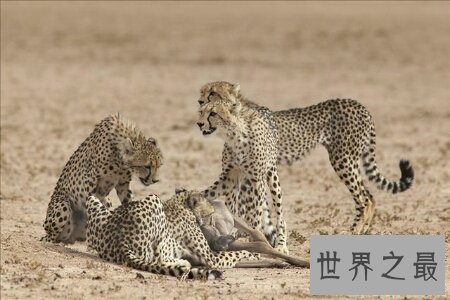 猫科动物有很多 那么世界上最大的猫科动物是什么呢