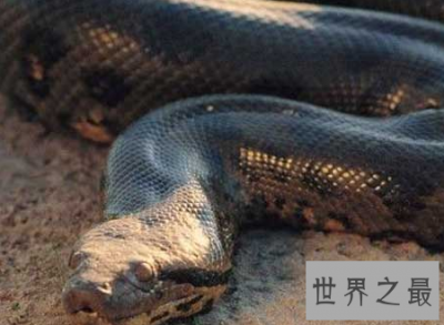 ​最大的蛇，世界上恐怖力量与速度的并存体