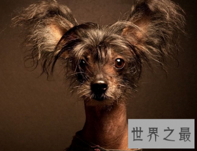 ​中国冠毛犬 不走寻常路的世界最丑狗狗