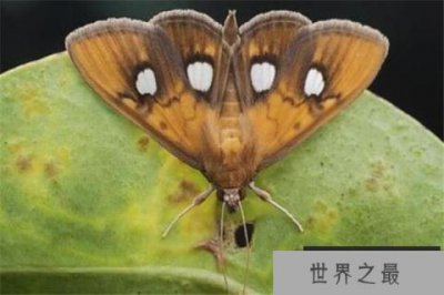 ​什么动物具有特殊的能力？世界十大具有超能力的动物