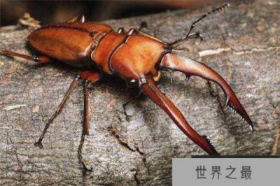 ​什么样的昆虫最值钱？世界上最值钱的昆虫排行