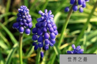 ​什么植物香气最大？世界十大香的植物排名