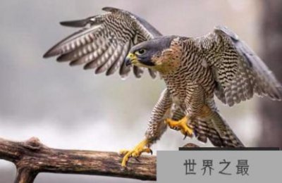 ​世界飞得最快的鸟，最高时速可以达到360公里