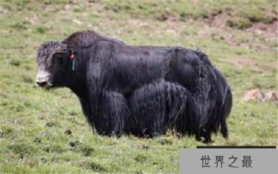 ​世界首个无角牦牛 脾气温顺更好养活