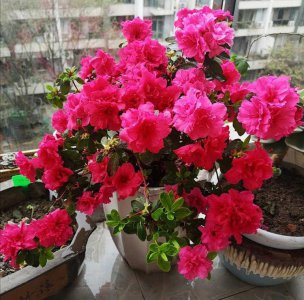 ​如何养好杜鹃花盆栽？养护技巧来了，不掉叶开花多，花开似拳头