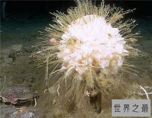 寿命最长的动物灯塔水母，现实中的长生不老真的存在