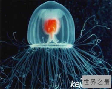 ​寿命最长的动物灯塔水母，现实中的长生不老真的存在