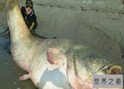 ​世界上最大的鱼足足有200多斤  相当于两个女性的重量