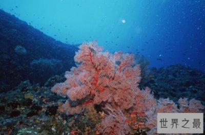 ​世界十大面积最大的海，地中海上榜，第一海中有大堡礁