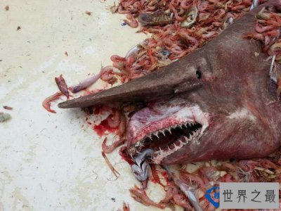 ​全球10大最可怕的鲨鱼排行榜