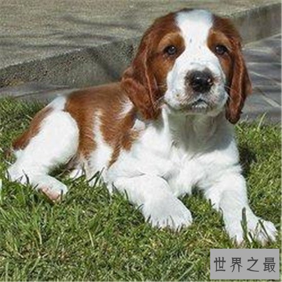 世界十大对人类最友好忠诚的狗排行榜，这些狗最忠诚！