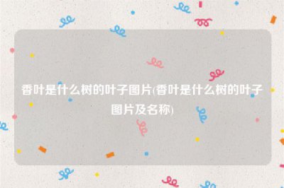 ​香叶是什么树的叶子图片(香叶是什么树的叶子图片及名称)