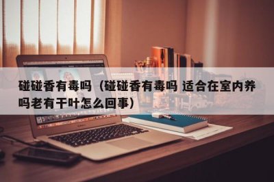 ​碰碰香有毒吗（碰碰香有毒吗 适合在室内养吗老有干叶怎么回事）