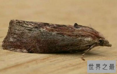 ​世界十大听力最优秀的动物，比人的听力都好。
