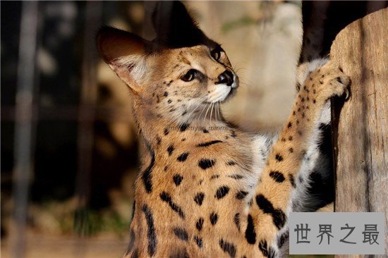世界十大禁养名猫，国家二级保护动物“猞猁”非常之凶残