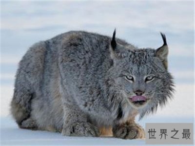 ​世界十大禁养名猫，国家二级保护动物“猞猁”非常之凶残