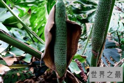 ​世界十大稀有水果，在中国几乎没有。