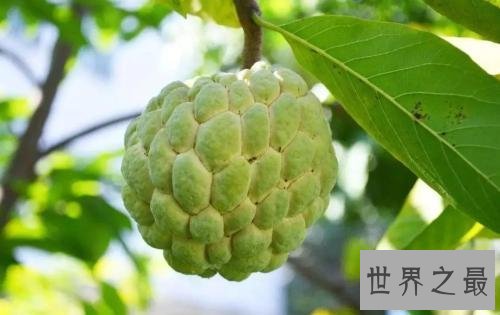 世界十大稀有水果，在中国几乎没有。