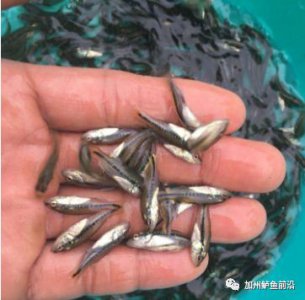 ​加州鲈鱼苗养殖方法（加州鲈鱼苗养殖技术）