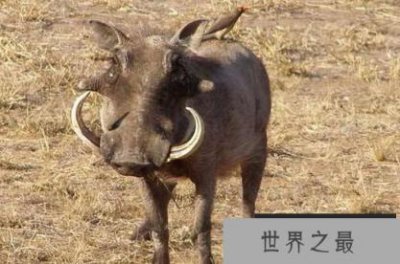 ​世界上最厉害的10种动物 地表战斗力最强的动物