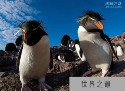 ​凤头黄眉企鹅(Eudyptes chrysocome)每年只能相聚20至30天(寿命15年）