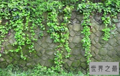 ​吸甲醛的植物，原来它不但可以美容还能吸收甲醛。