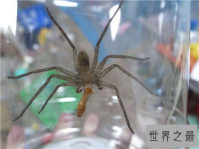 ​世界上最大的蜘蛛排名，每一种都骇人听闻