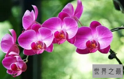 ​世界最臭的花排名，每一种花的气味都让你无法忍受。
