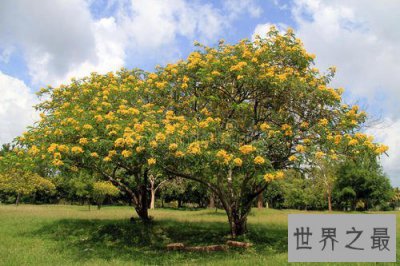 ​全球入侵物种排名，小龙虾竟然排第八