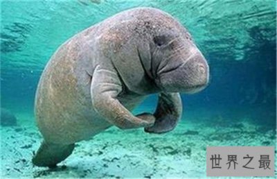 ​世界十大有趣的动物，海牛真的是超级呆萌