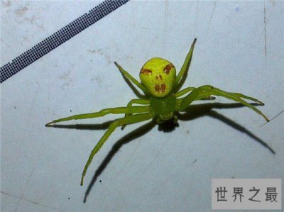 ​人面蜘蛛受外界影响产生，专家认为是一种变异的情况
