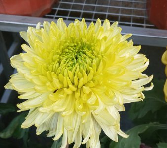 ​菊花种子的种植方法和时间（波斯菊花种子的种植方法和时间）