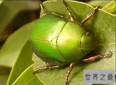 ​昆虫之最