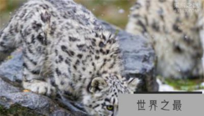 ​青海首次发现雪豹,雪豹幼崽雪中依偎