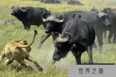​世界上最危险的生物物种排名