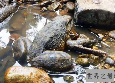 ​喀麦隆巨蛙濒临灭绝，黑市上常有人出售导致数量变少