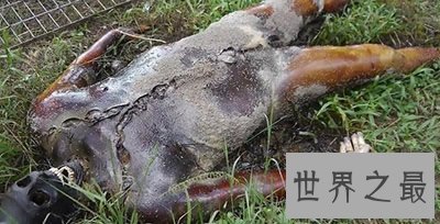 世界最恐怖的森林，超500人在这里自杀，指南针都毫无效果