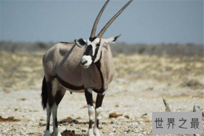 ​世界上最大的羚羊，一起来走进非洲大羚羊的传奇羊生！
