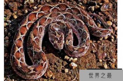 ​世界十大毒蛇 其中死亡蝰蛇能在0.13秒内发起两次攻击