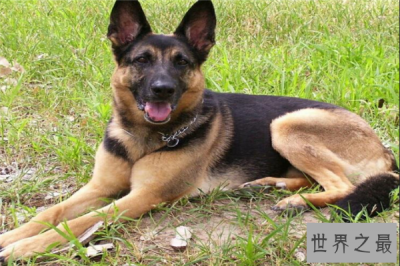 ​世界十大最危险的猛犬：杜宾犬上榜，狼狗第一