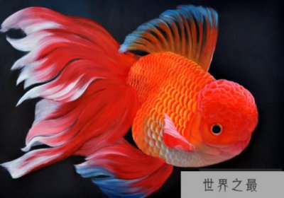 ​家中养什么鱼风水好？盘点十大风水鱼排名