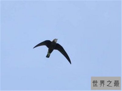 ​世界上飞得最快的动物，速度快到看不清