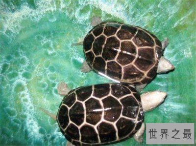 ​金线龟具有高蛋白的营养，深受医学界的喜爱