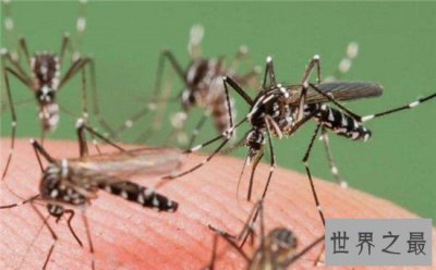 ​蚊子怕什么？深色衣服竟然更容易招蚊子