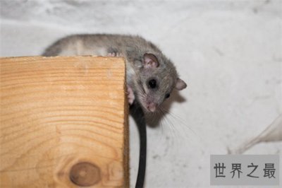 ​世界上冬眠时间最长的动物，宁愿饿死也要睡觉的睡鼠