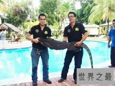 ​世界上最大的壁虎，它们更像是会变色的大蜥蜴。